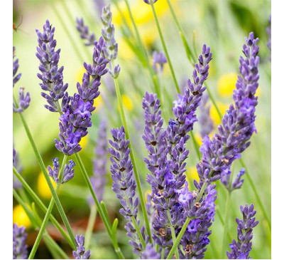 Лаванда Гроссо (Lavandula intermedia Grossow)
